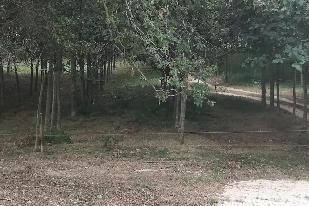 Casa Do Carvalhal - Quinta Do Soldado Villa Alquerubim Dış mekan fotoğraf